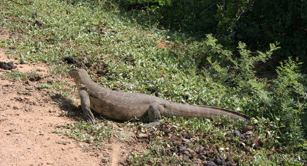 Gaborone Game Reserve, Gaborone, Botswana